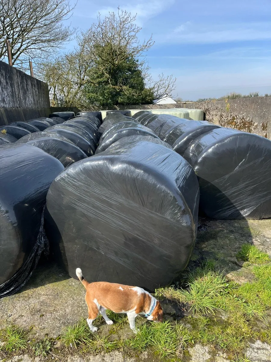 Silage bales - Image 1