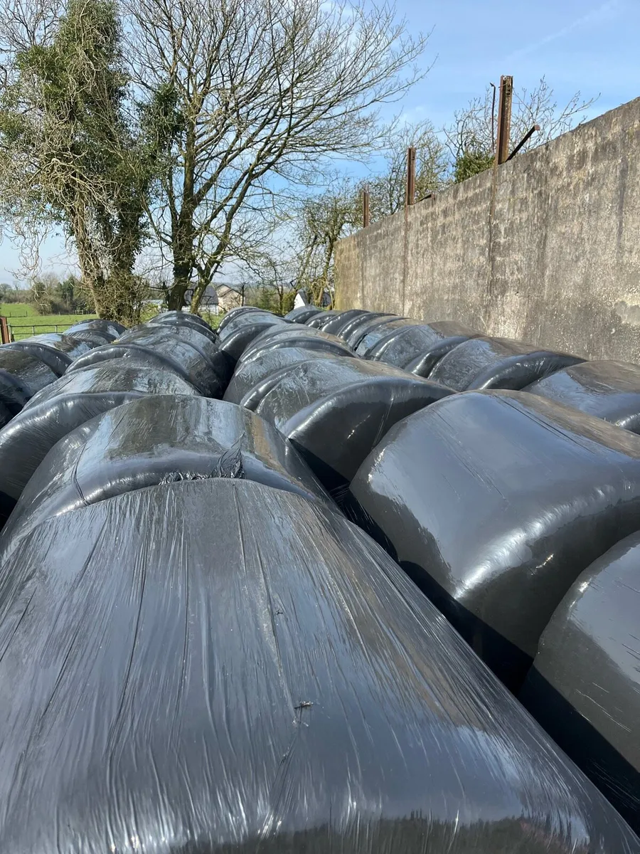 Silage bales - Image 3