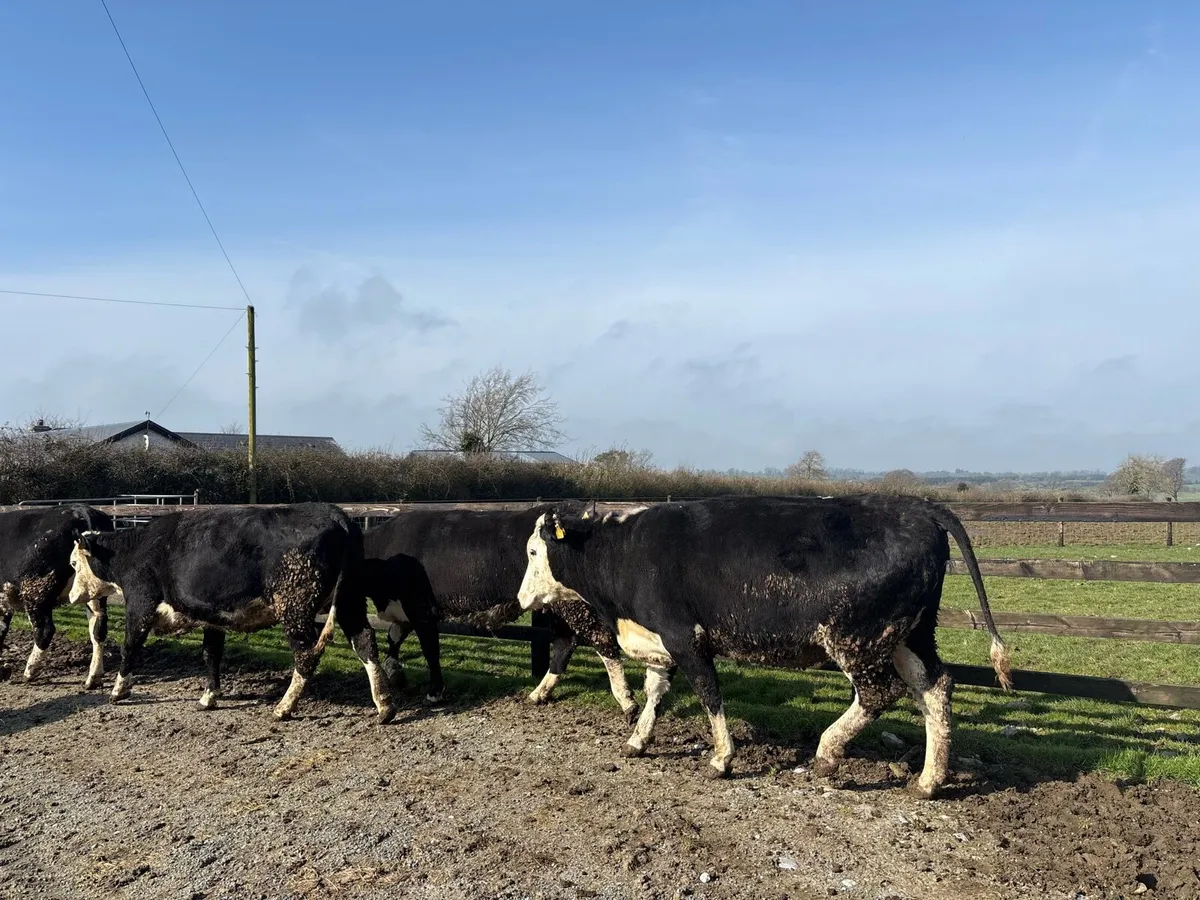 4 super Hereford springer heifers - Image 1
