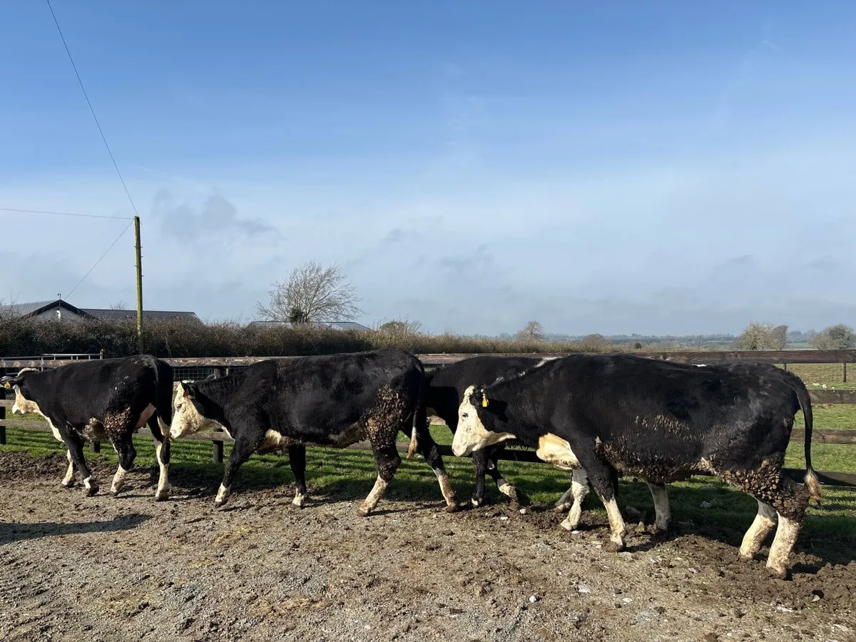 4 super Hereford springer heifers - Image 4