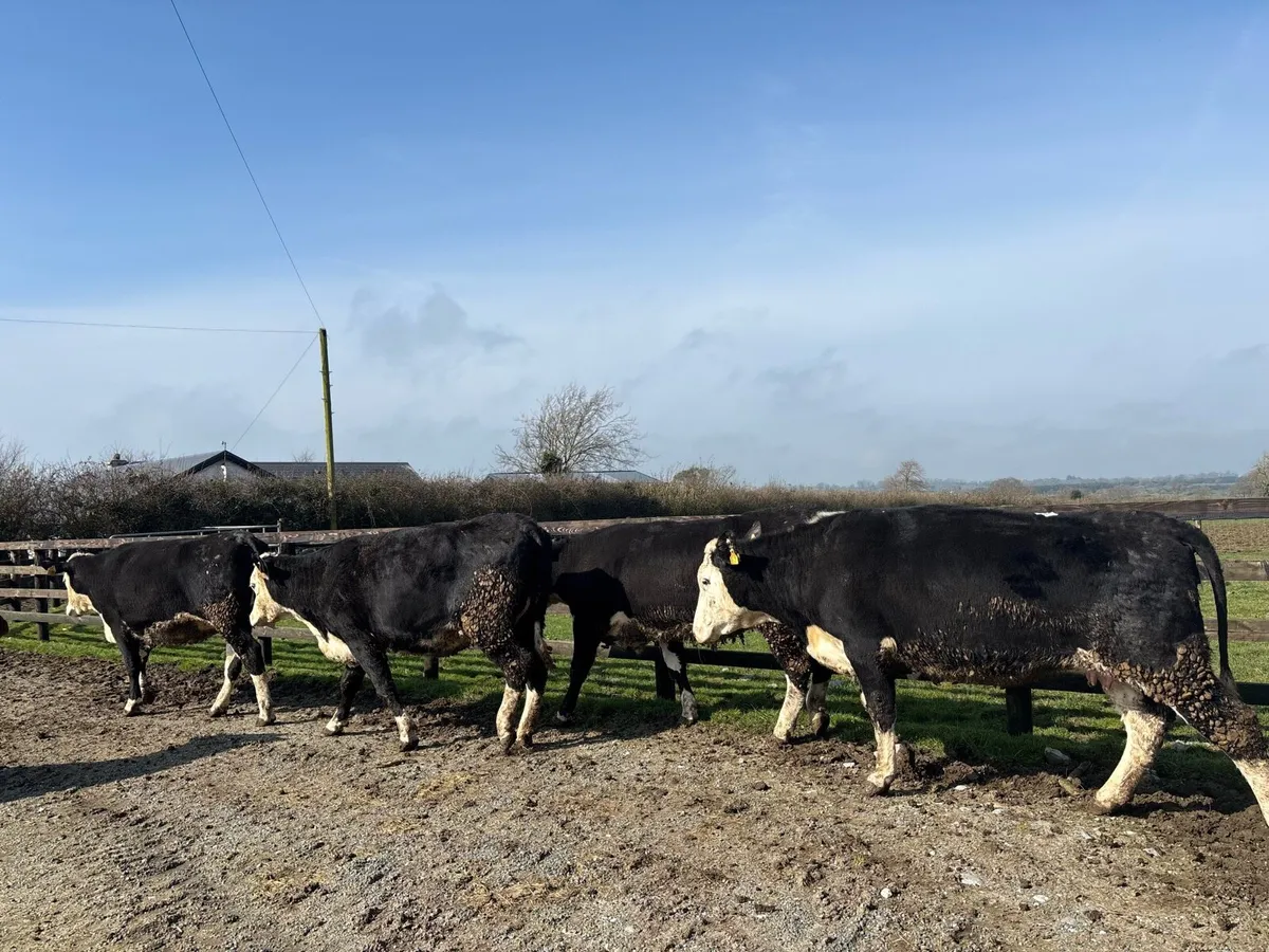 4 super Hereford springer heifers - Image 3