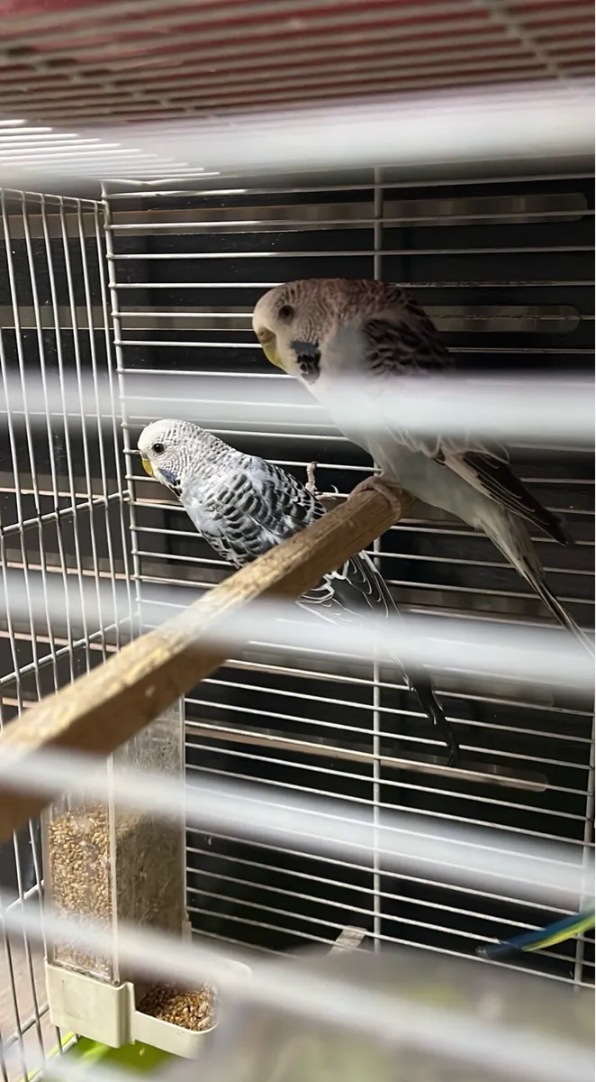 Budgies