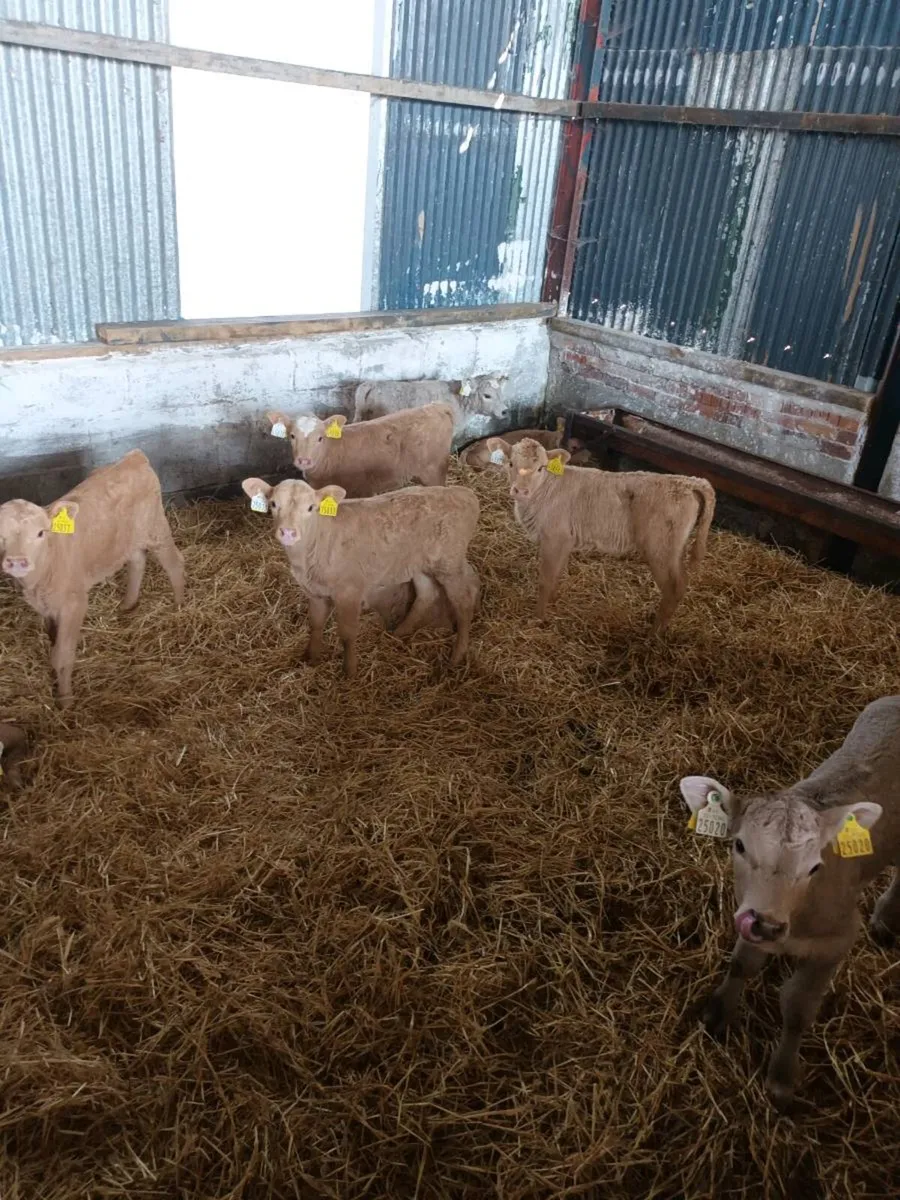 20 Charlois calves - Image 4