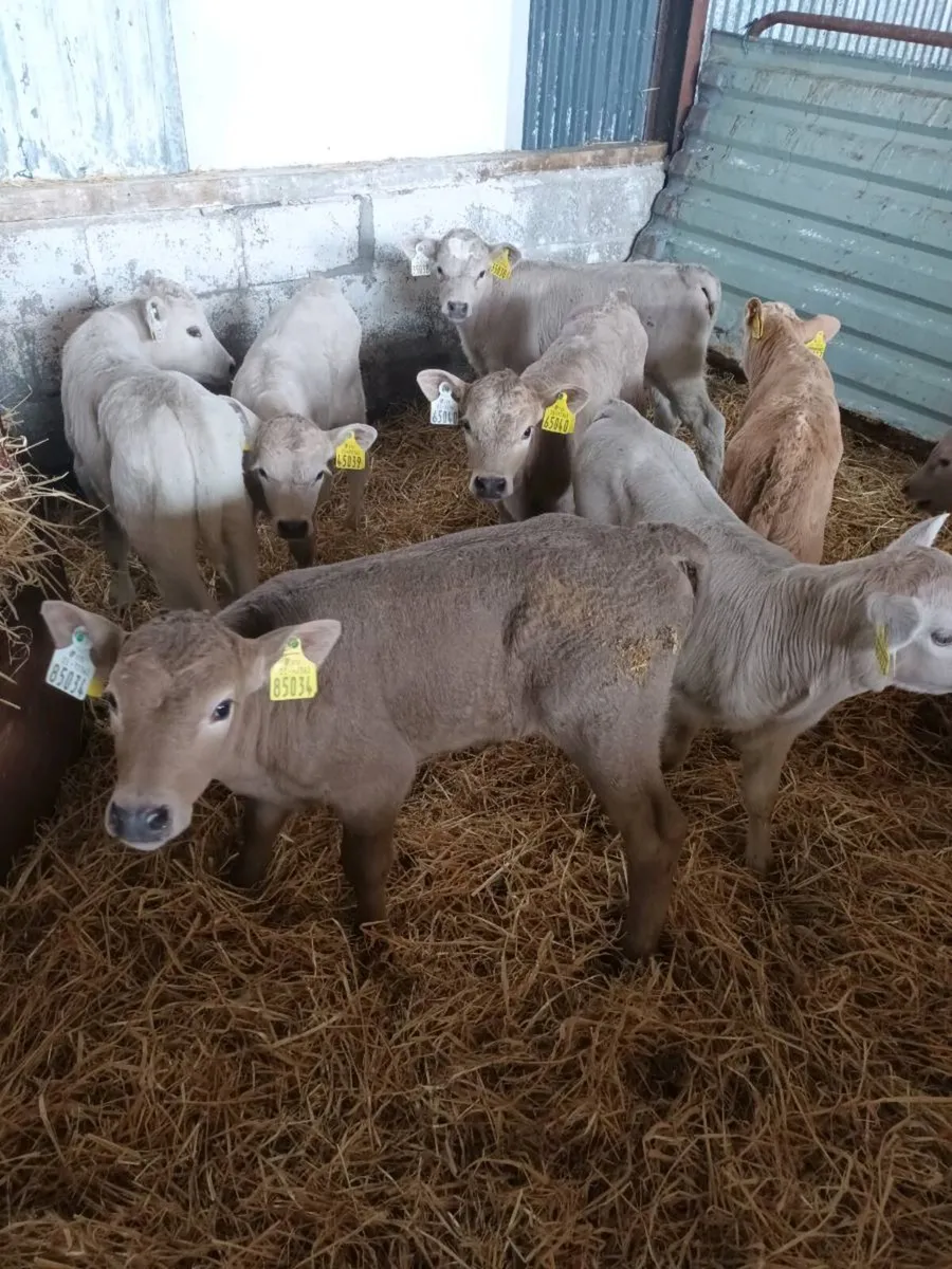 20 Charlois calves - Image 1