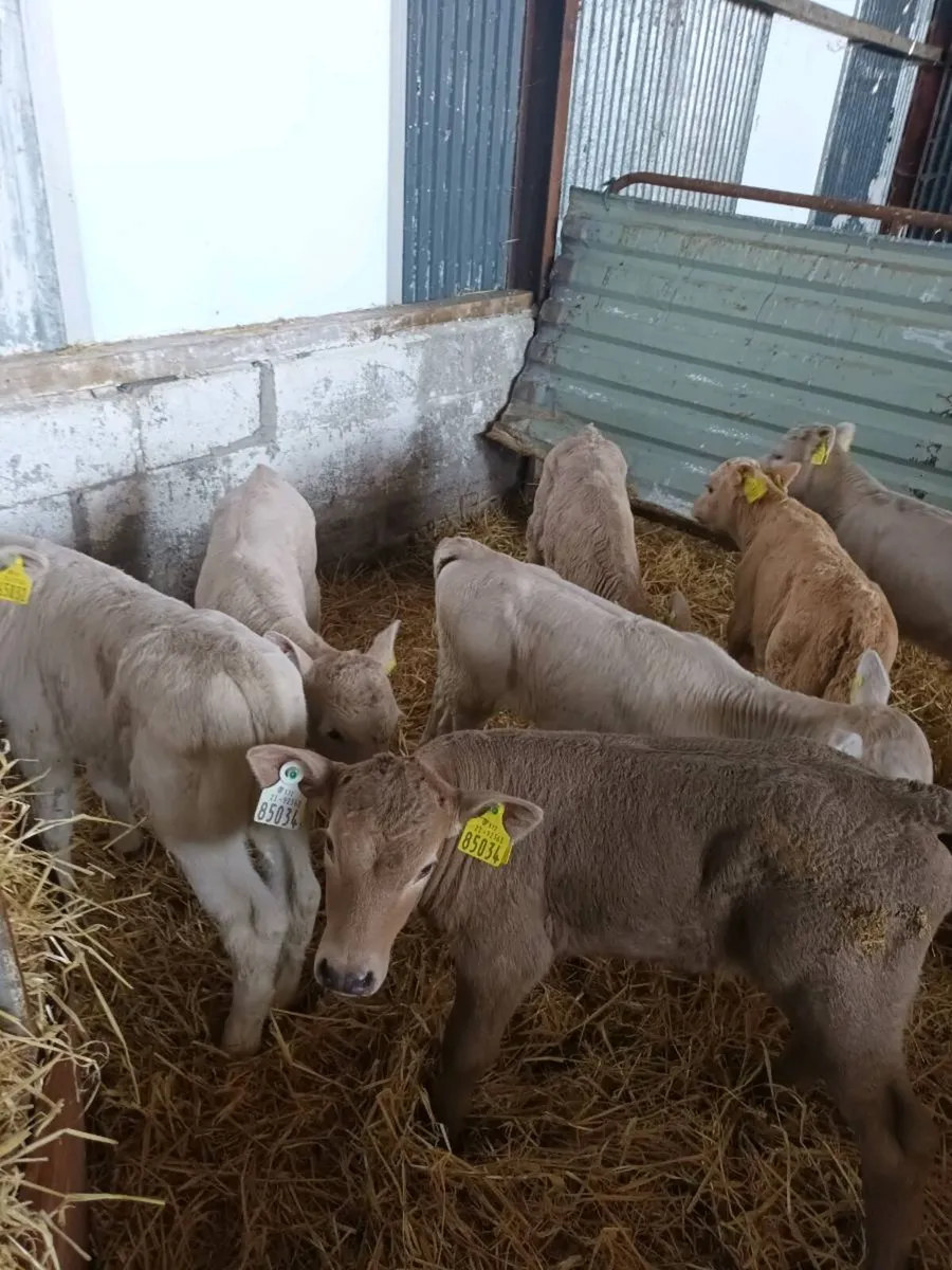 20 Charlois calves - Image 2