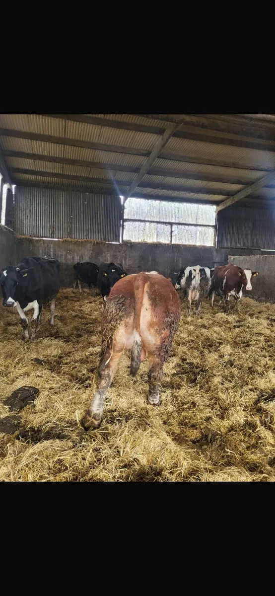 Pedigree simental bull - Image 2