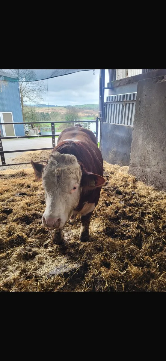 Pedigree simental bull - Image 3