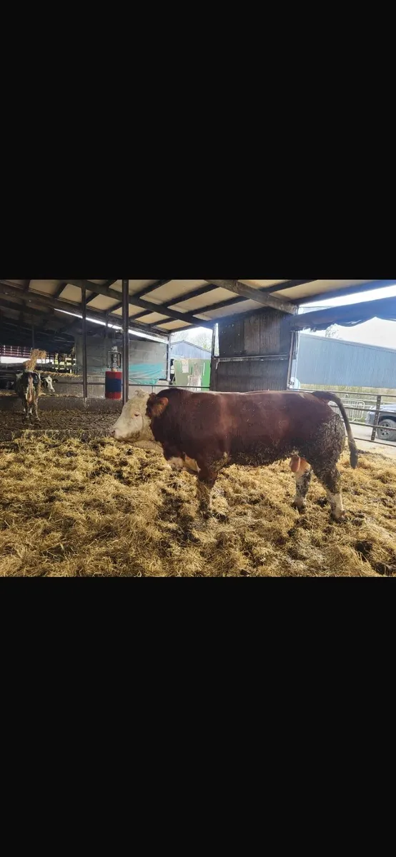 Pedigree simental bull - Image 1