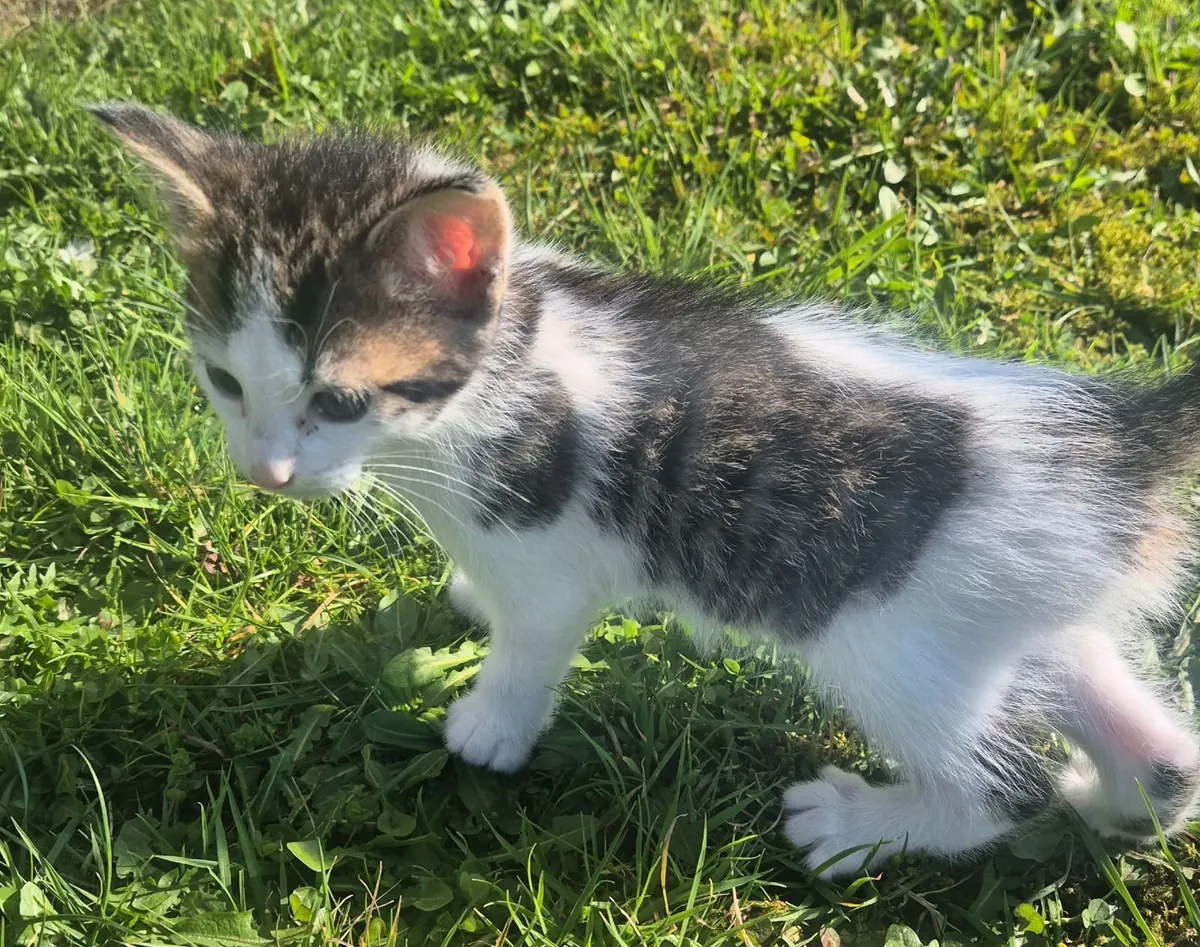 Kittens for sale - Image 2