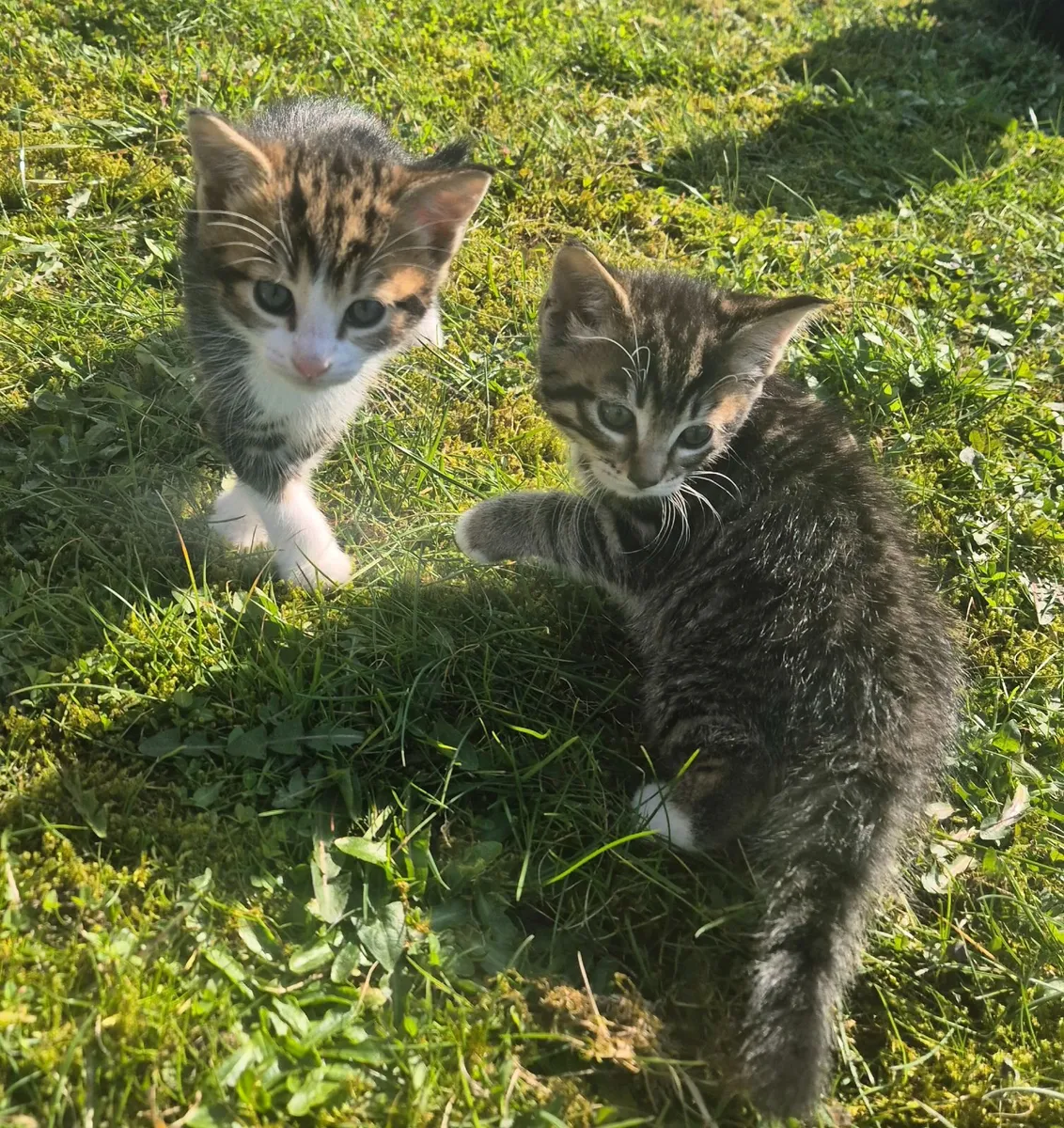 Kittens for sale - Image 3