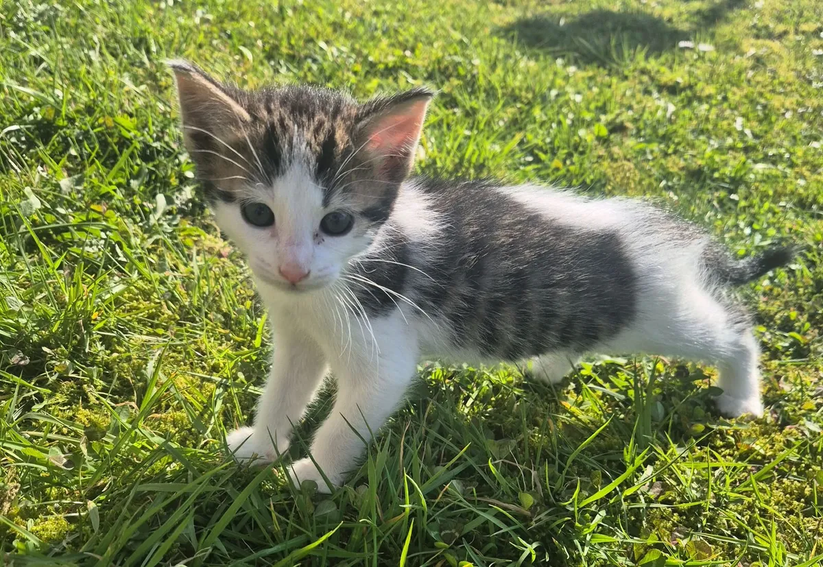 Kittens for sale - Image 4