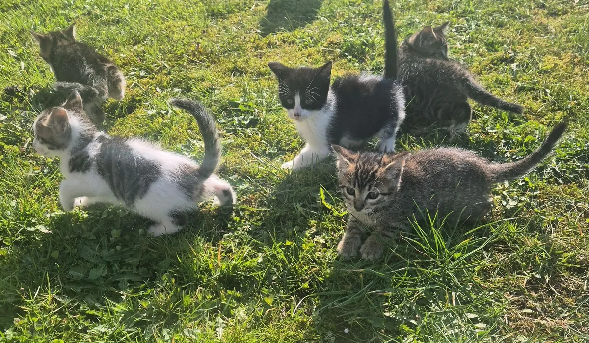 Kittens for sale - Image 1