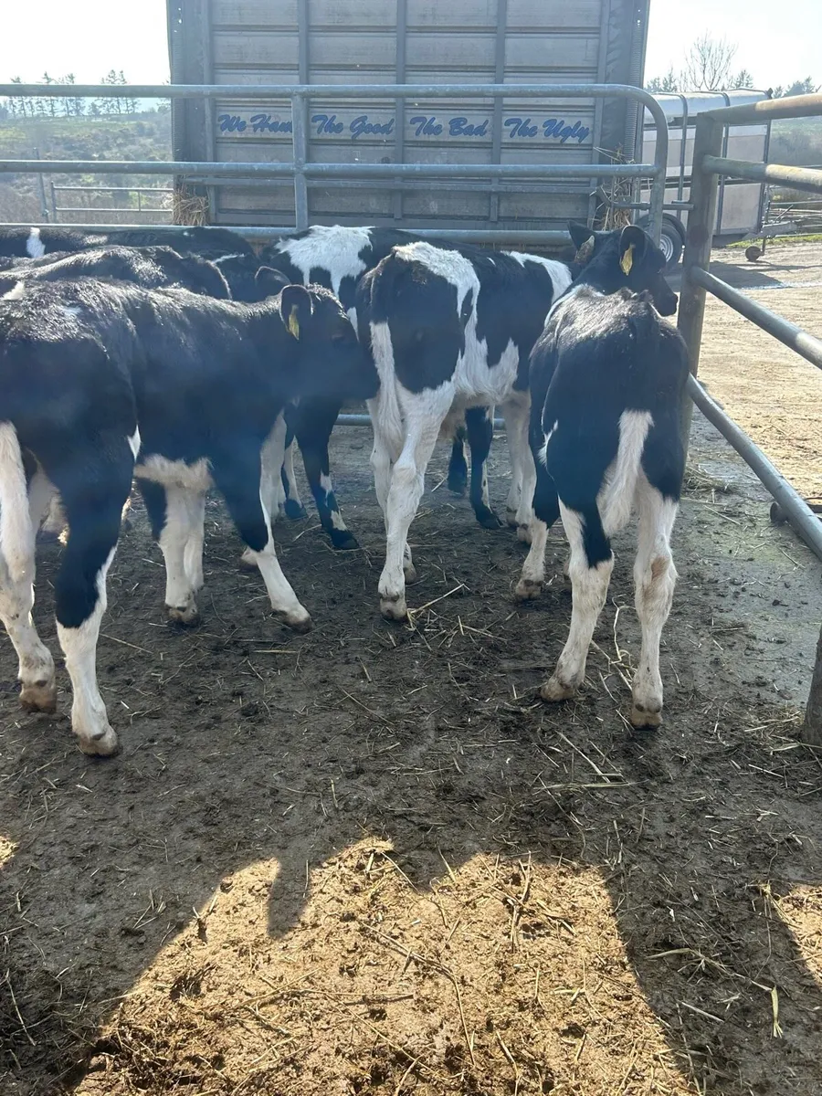 🌟8 Frisian bull calves once a day feeding 8 weeks - Image 1