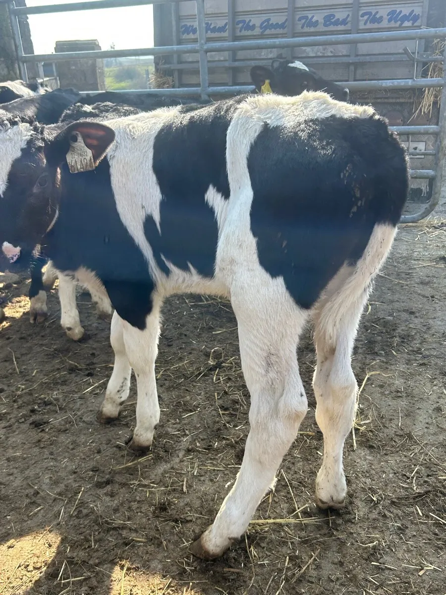 🌟8 Frisian bull calves once a day feeding 8 weeks - Image 3