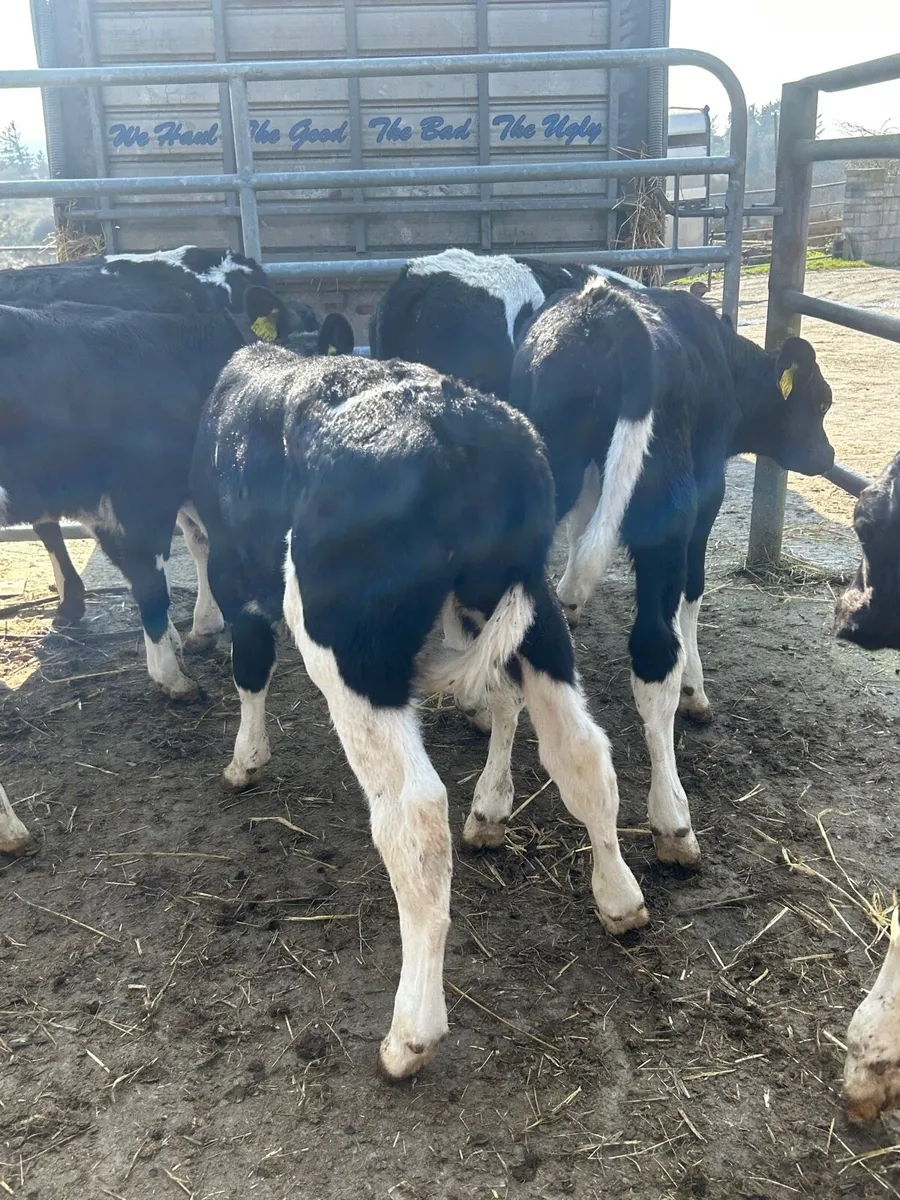 🌟8 Frisian bull calves once a day feeding 8 weeks - Image 2