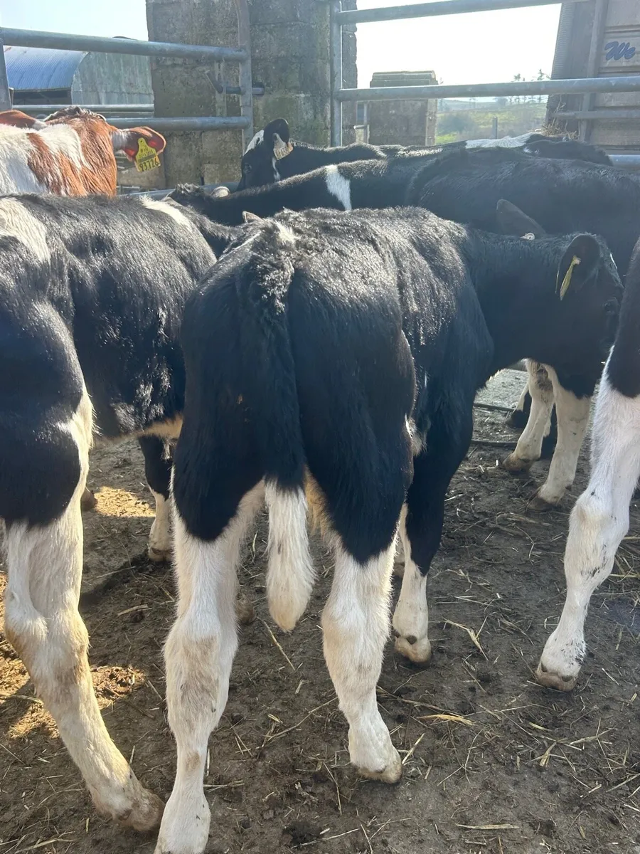 🌟8 Frisian bull calves once a day feeding 8 weeks - Image 4