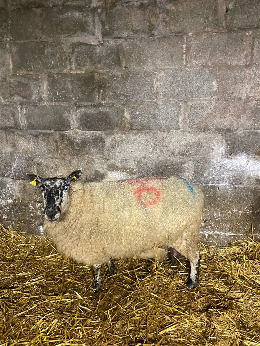 Foster ewe - Image 1