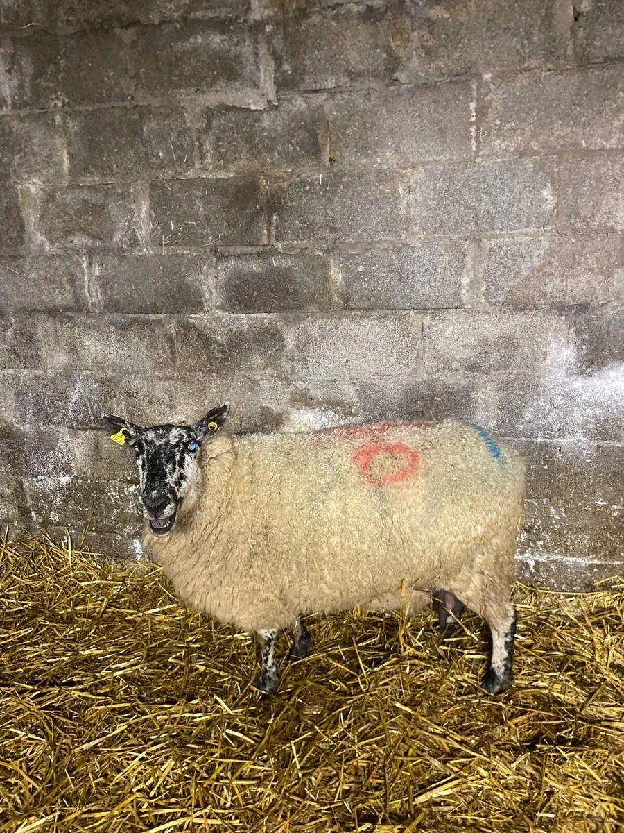 Foster ewe - Image 2
