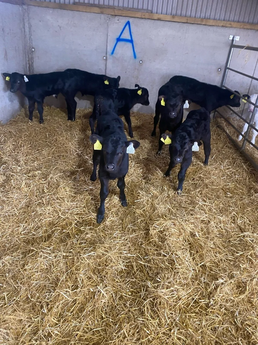 Aberdeen Angus - Image 2