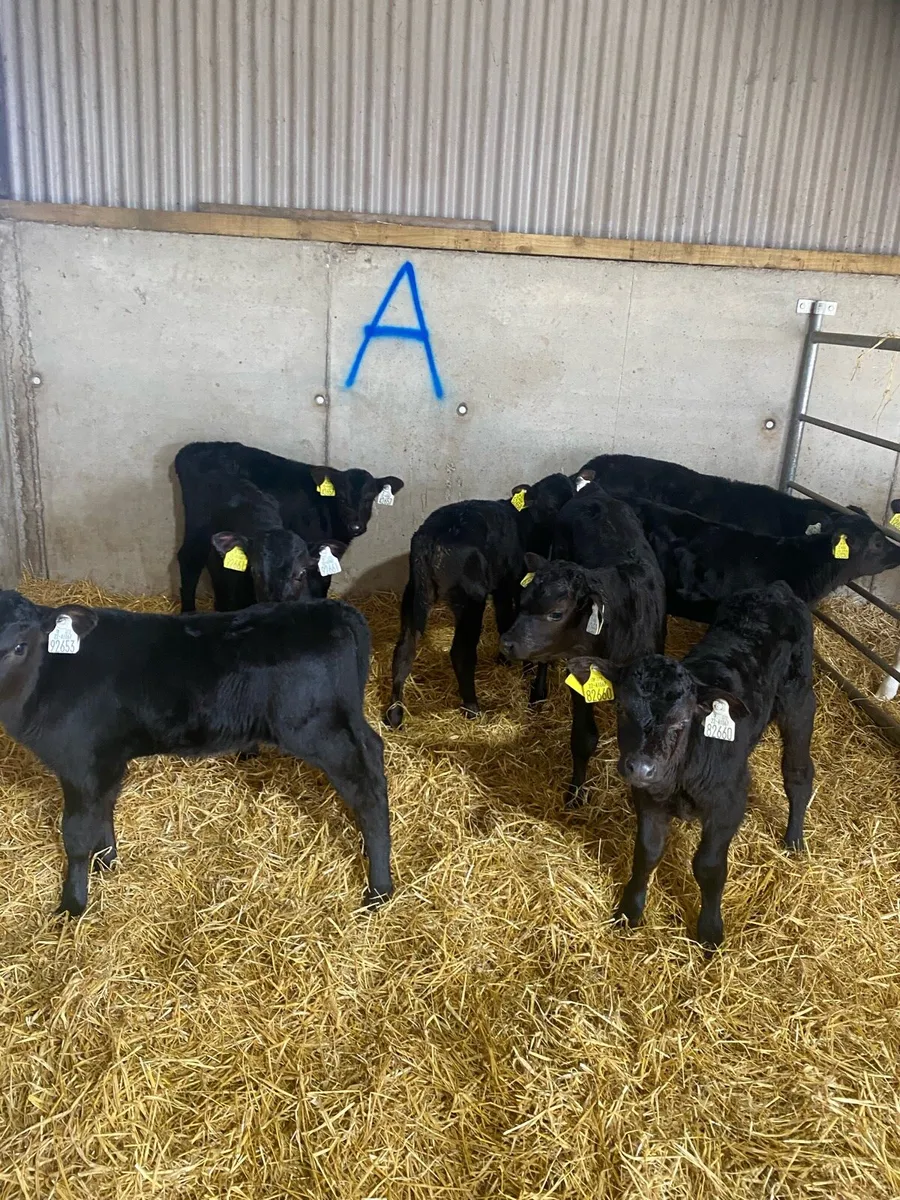 Aberdeen Angus - Image 1