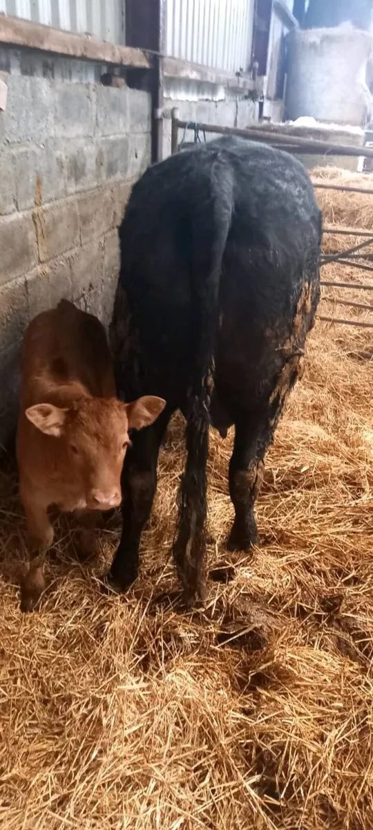 Cow and calf - Image 2