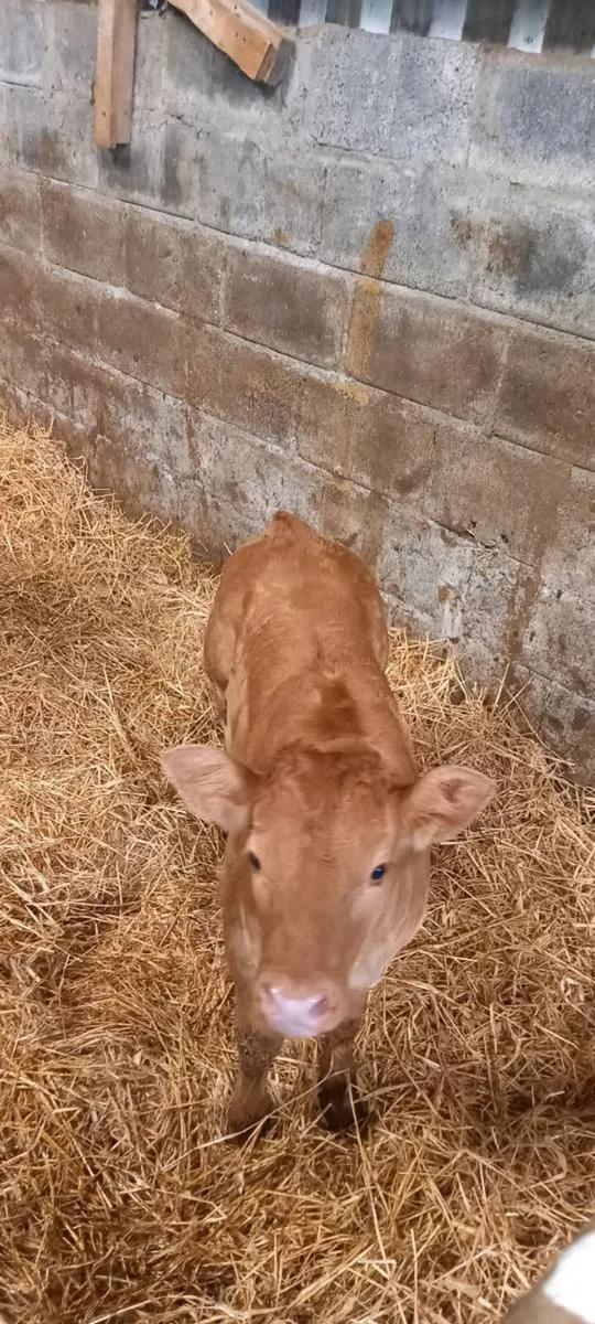 Cow and calf - Image 1