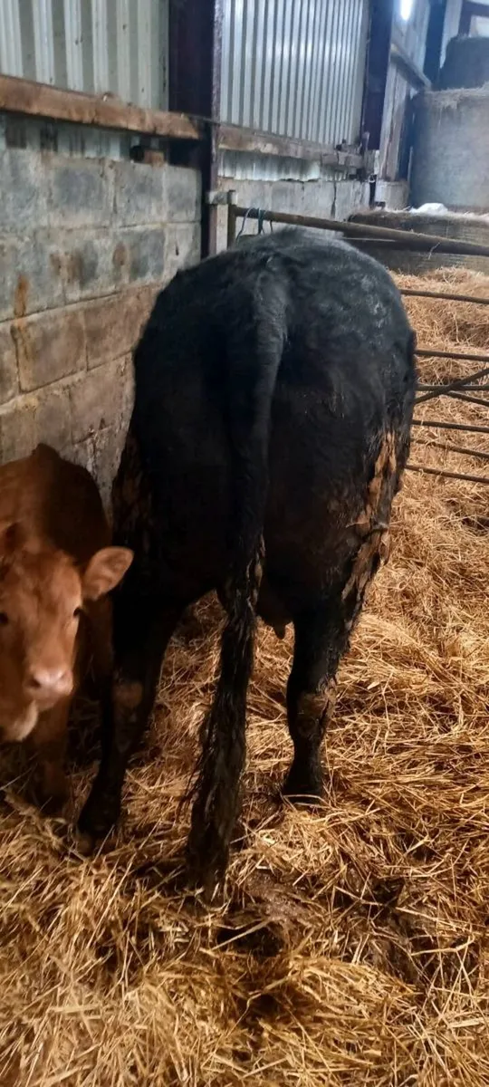 Cow and calf - Image 3