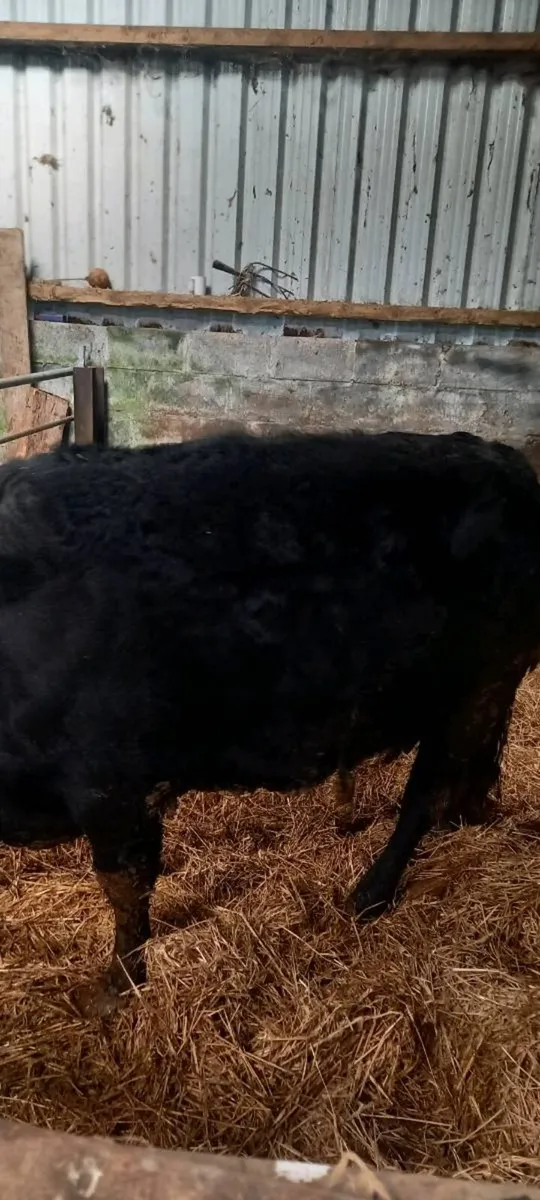 Cow and calf - Image 4