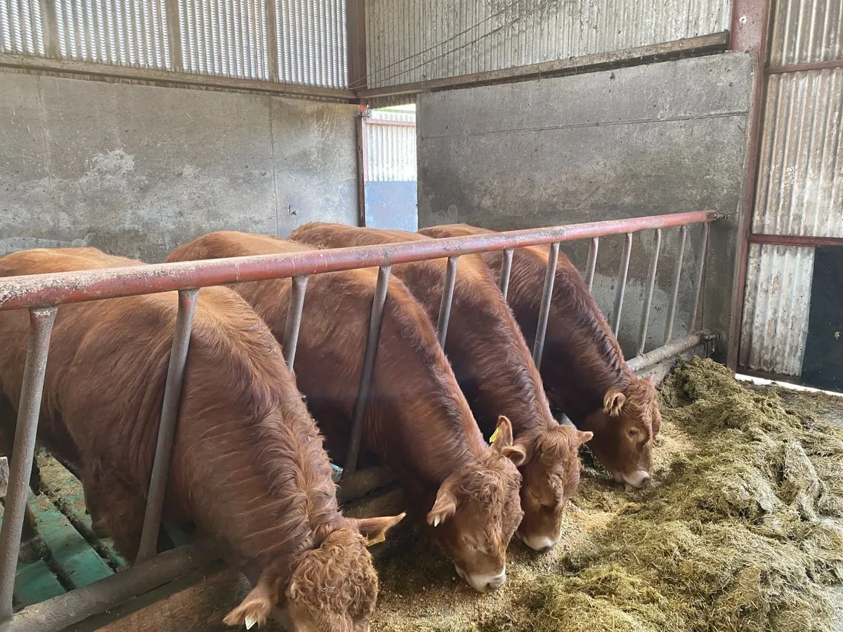 Purebred Limousin bulls - Image 2