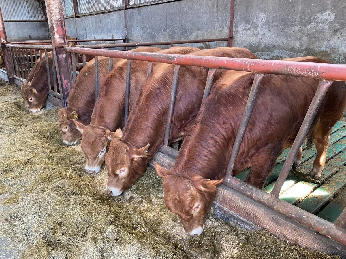 Purebred Limousin bulls - Image 1