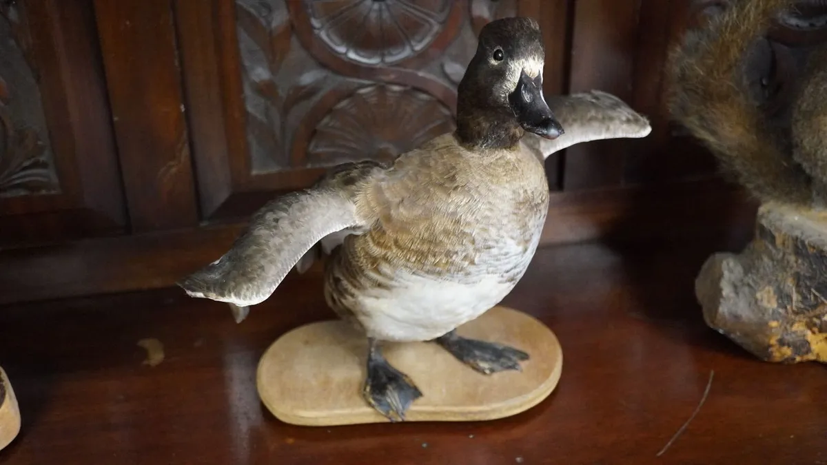 Vintage Taxidermy Tufted Duck - Image 1