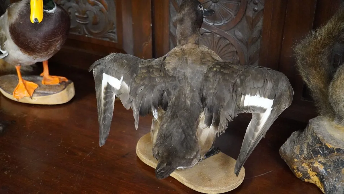 Vintage Taxidermy Tufted Duck - Image 3