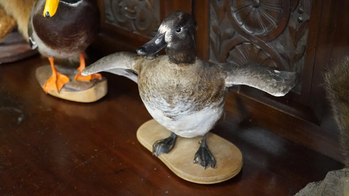Vintage Taxidermy Tufted Duck - Image 2