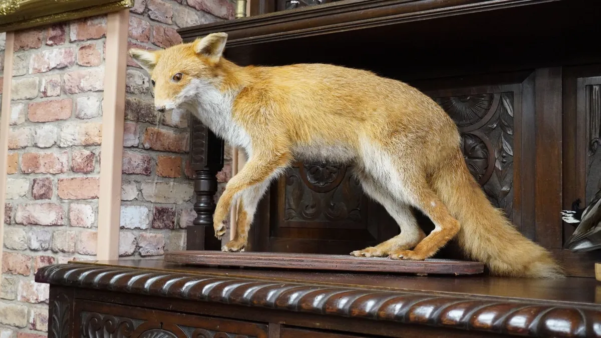 Vintage Taxidermy Red Fox - Image 1