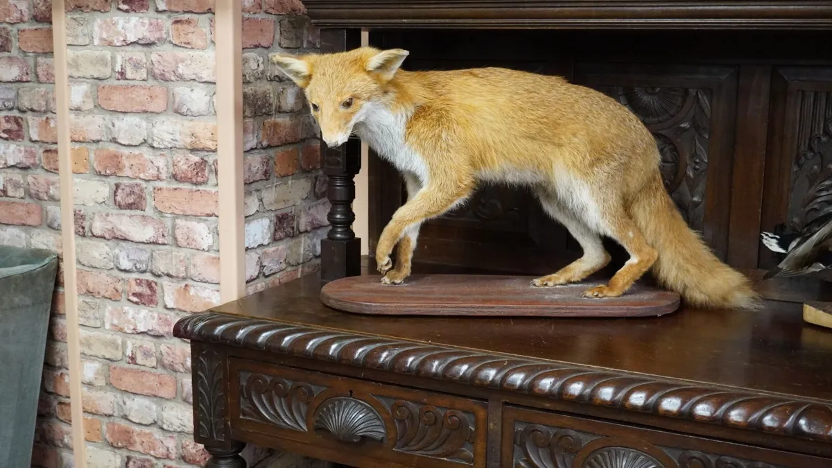 Vintage Taxidermy Red Fox - Image 2