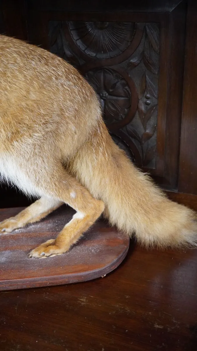 Vintage Taxidermy Red Fox - Image 3