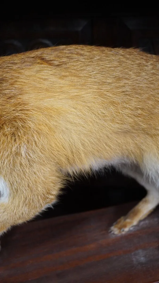 Vintage Taxidermy Red Fox - Image 4