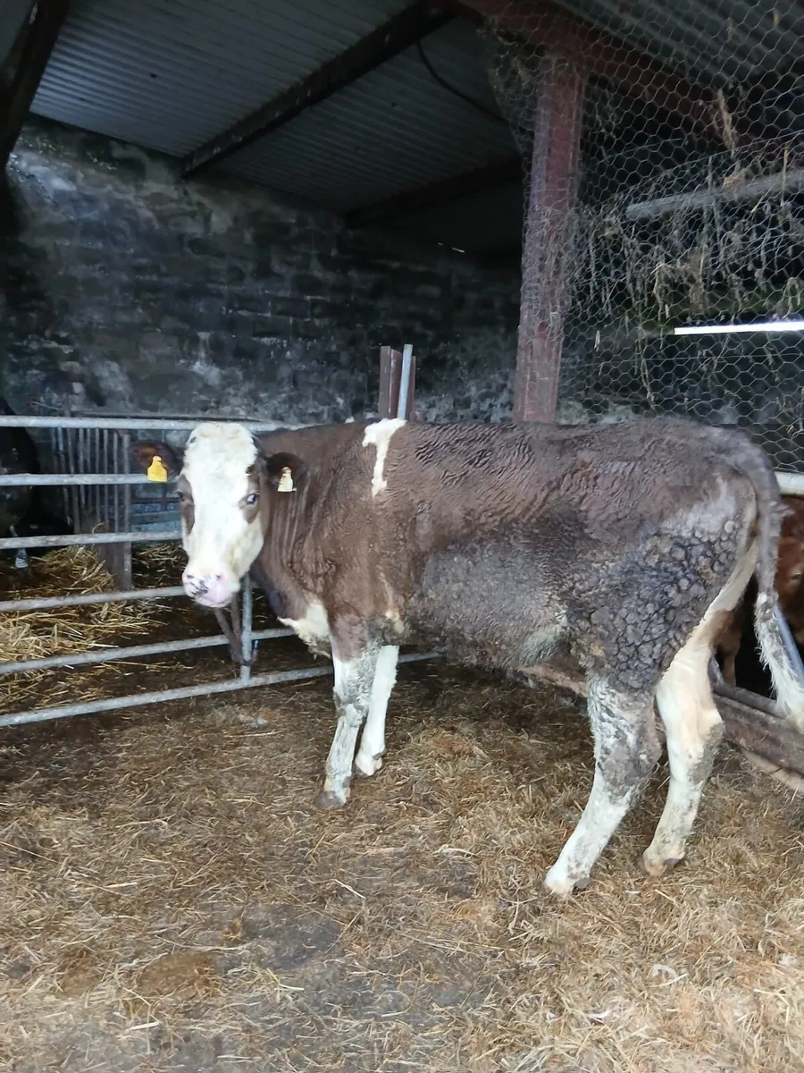 Simmental Heifer in Calf - Two year old - Image 1