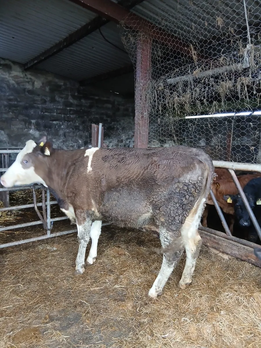 Simmental Heifer in Calf - Two year old - Image 2