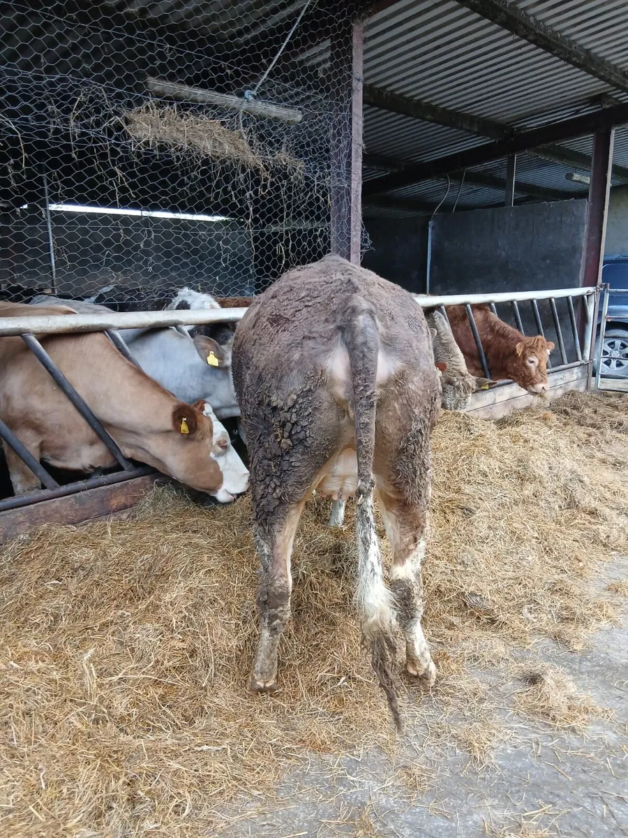 Simmental Heifer in Calf - Two year old - Image 3