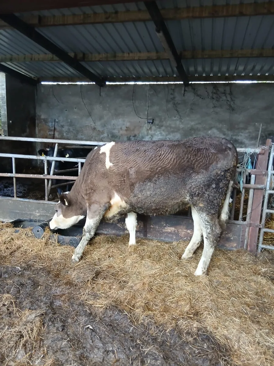 Simmental Heifer in Calf - Two year old - Image 4