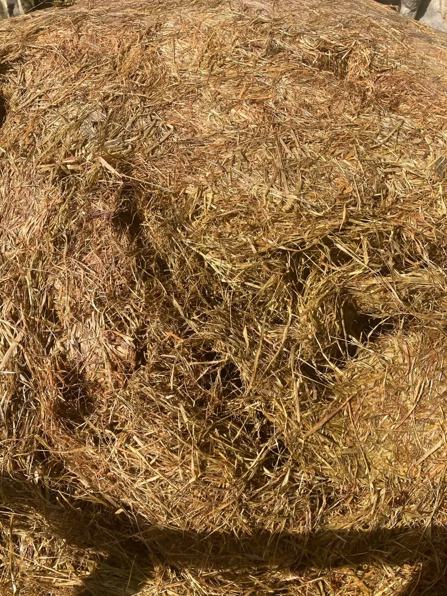 Silage bales - Image 2