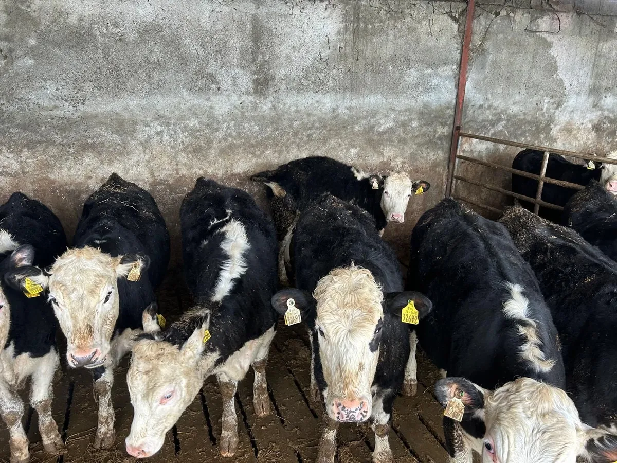 Whitehead Heifers - Image 1