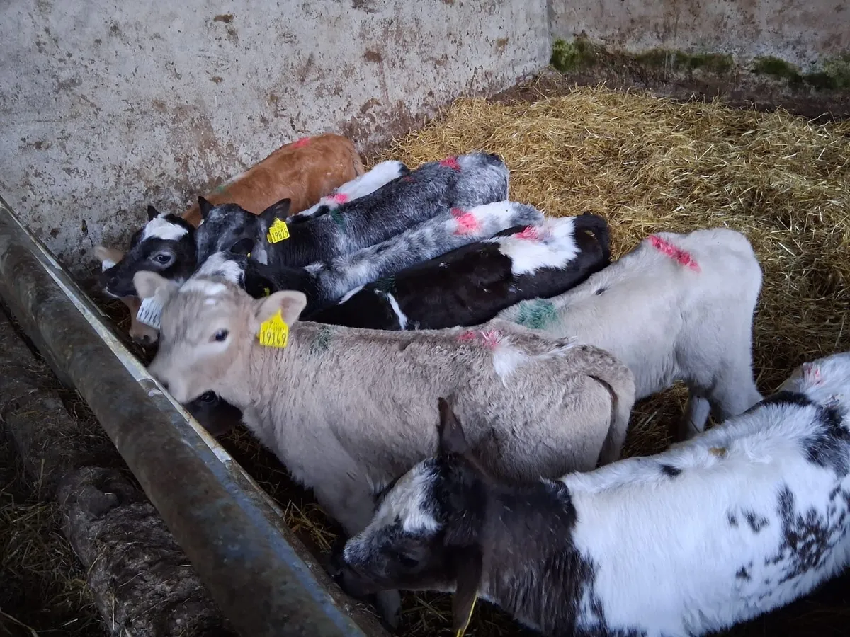 8 smashing coloured heifers - Image 1