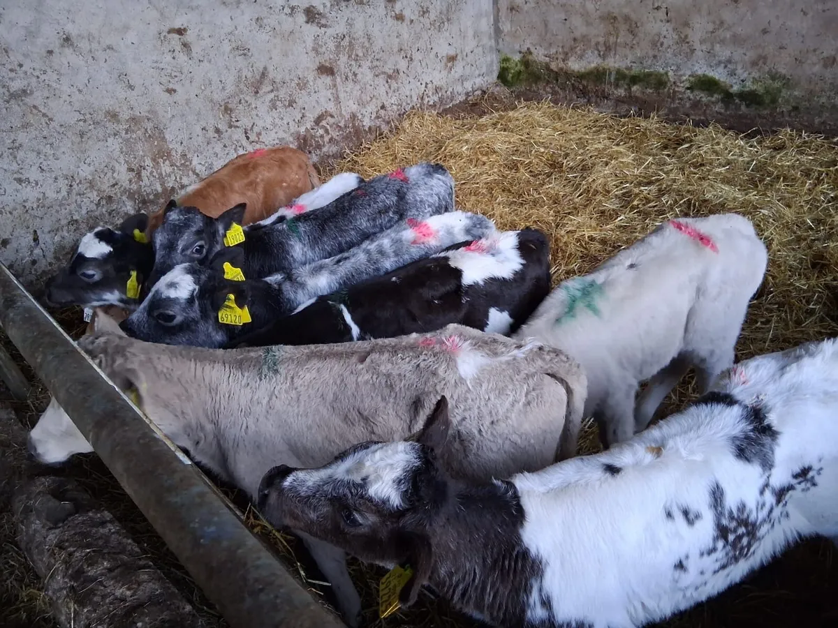 8 smashing coloured heifers - Image 4