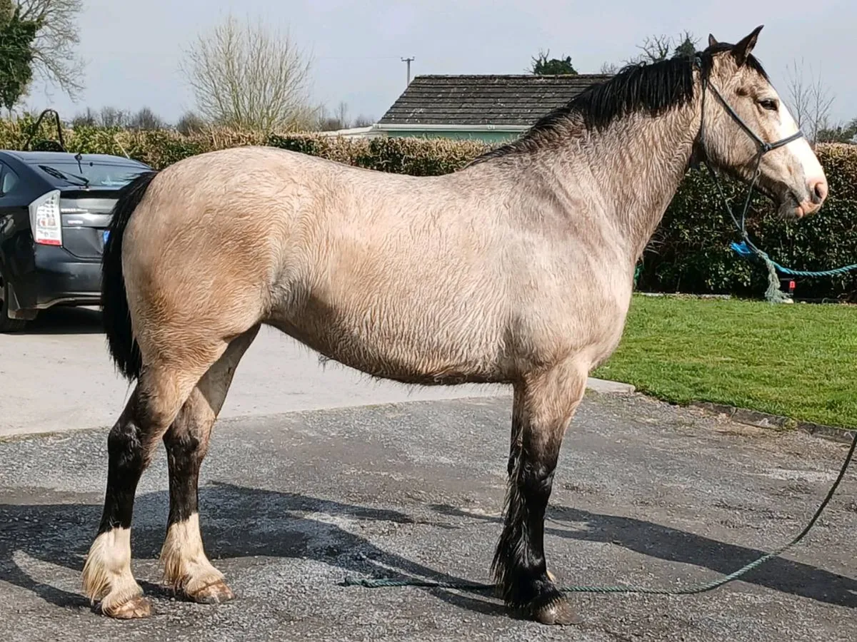 Beautiful Dun 4 year old 15.2hh - Image 1
