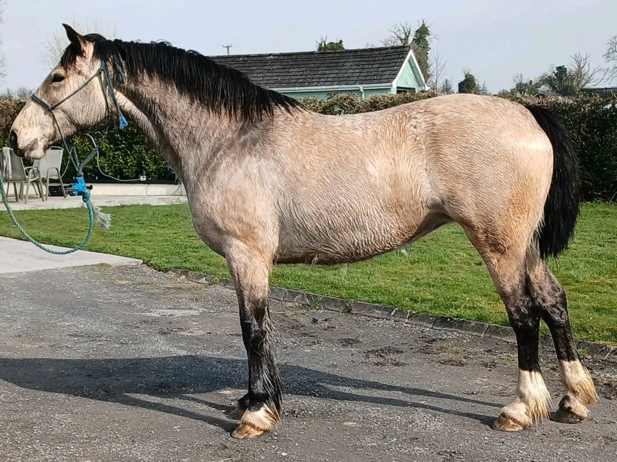 Beautiful Dun 4 year old 15.2hh - Image 2