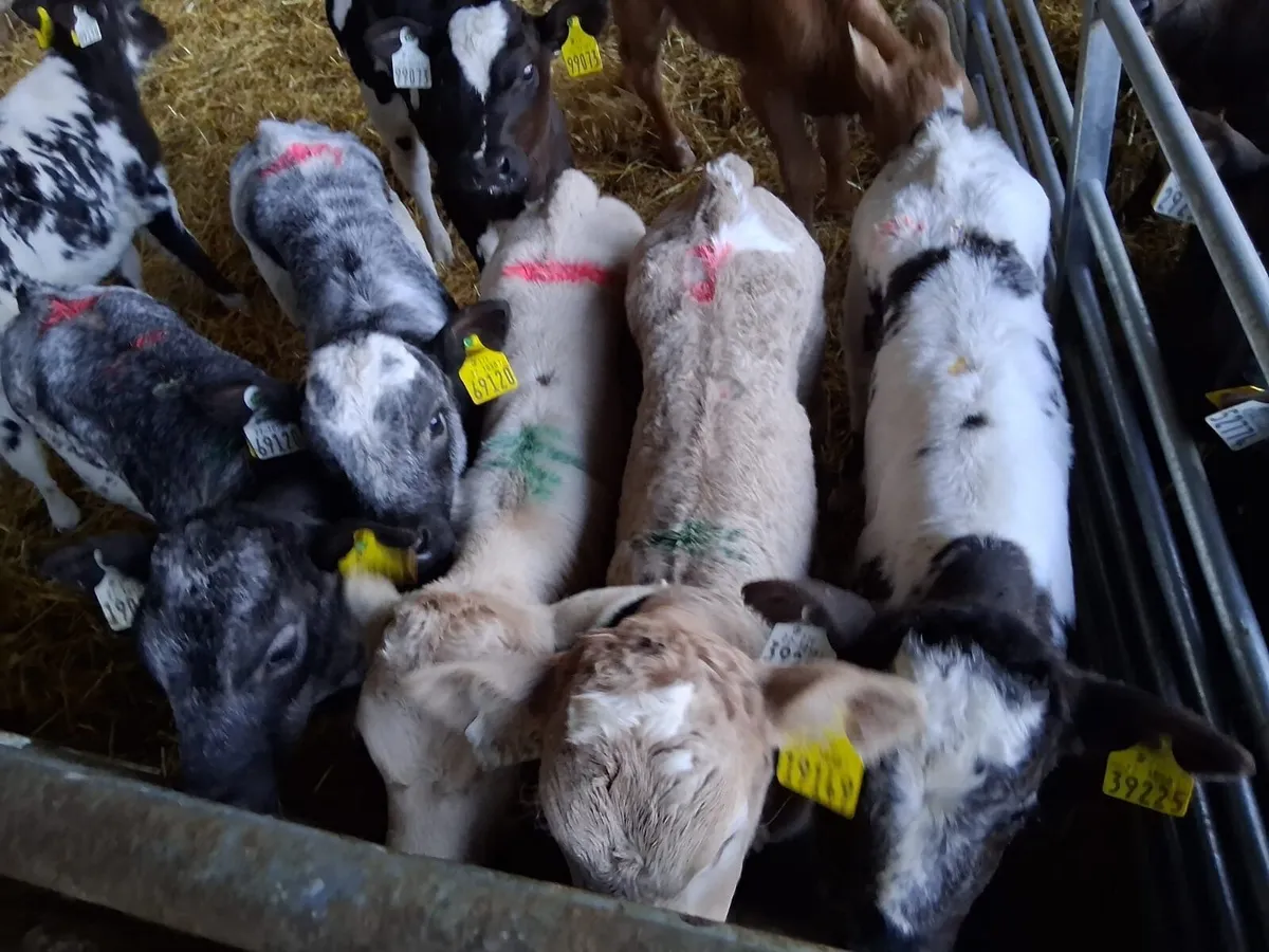 8 smashing coloured heifers - Image 2