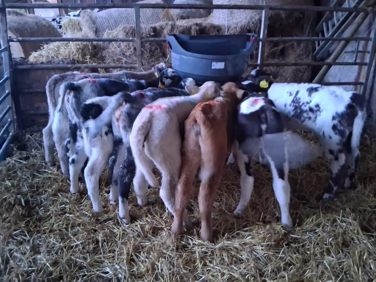 8 smashing coloured heifers - Image 3