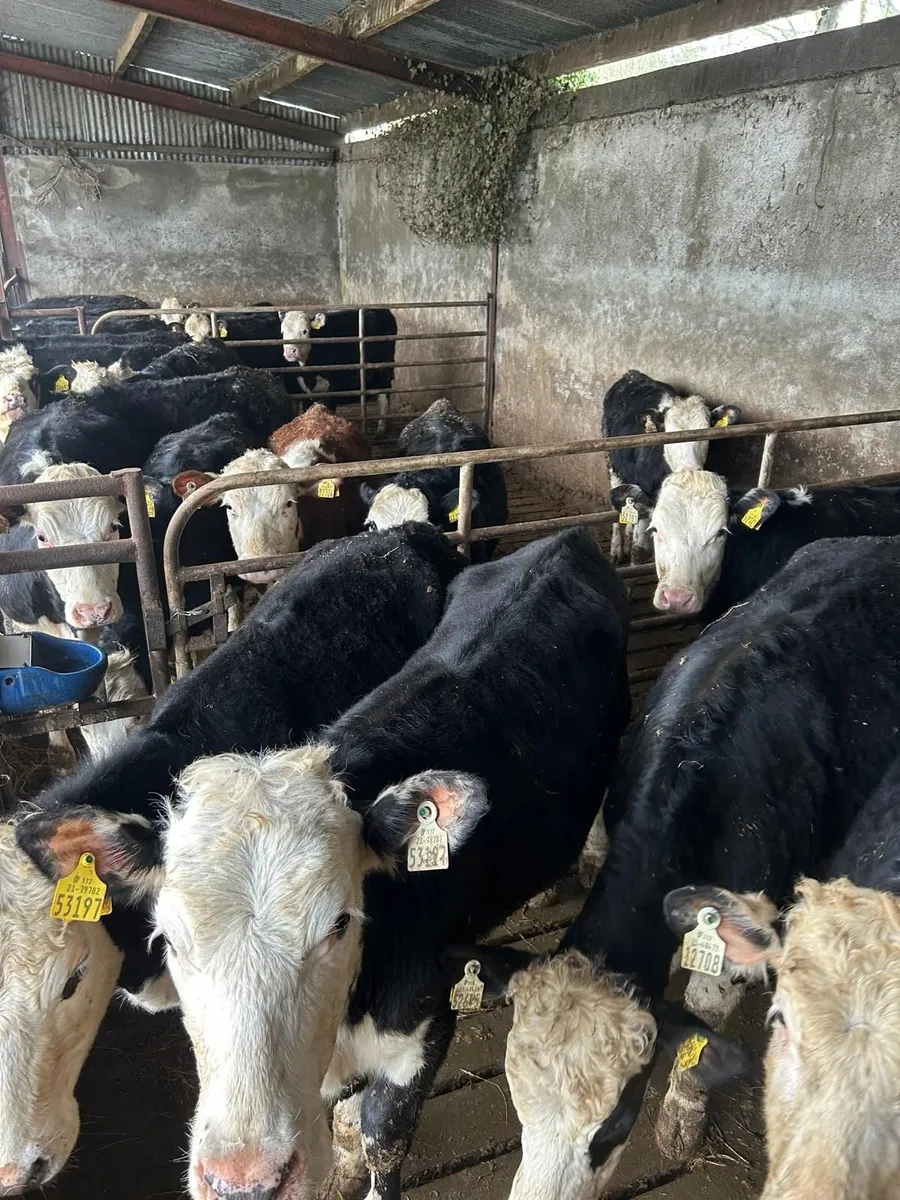 Whitehead Heifers - Image 2